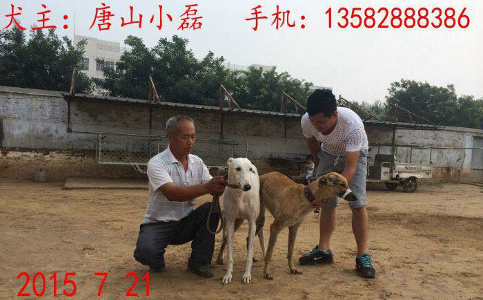 21日唐山小磊的格力犬种母大幻觉使用南宫犬业的格力犬种公鲍里斯配种