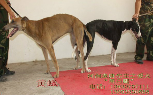 8月河间市唐太荣的格力犬种母白腿使用九江犬业的格力犬种公黄蜂配种