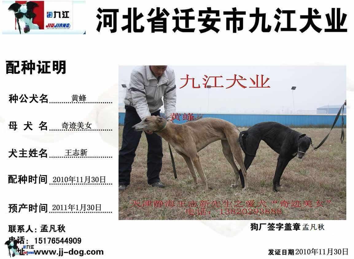 格力犬的完美体型 - 格力|惠比特 - 猛犬俱乐部-中国具有影响力的猛犬网站 - Powered by Discuz!