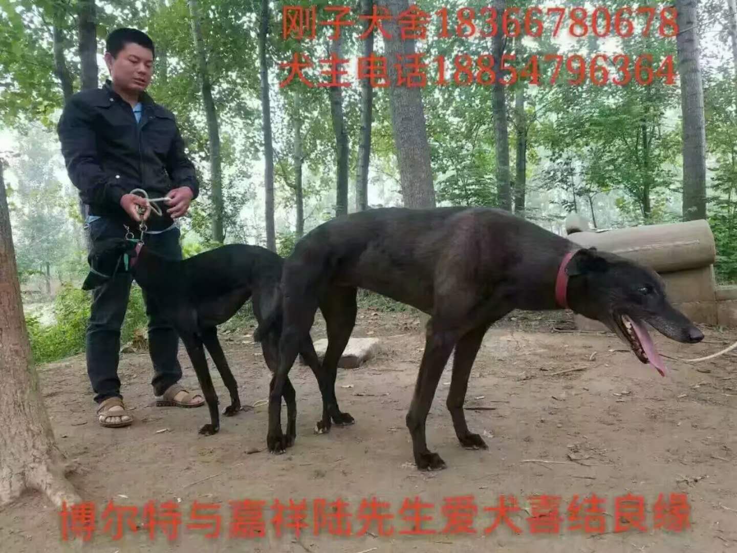 陆士壮的格力犬种母黑色玫瑰使用济宁刚子犬舍的格力犬种公博尔特配种