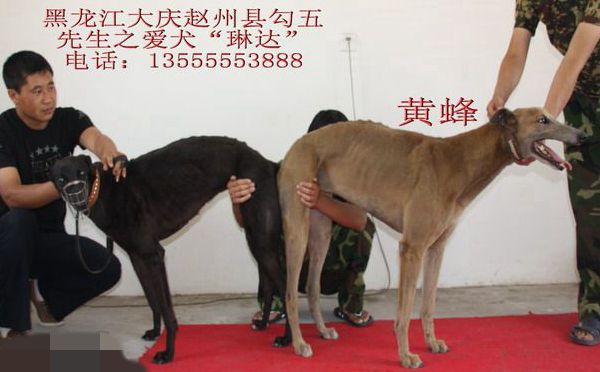 黄蜂 x琳达 2009年6月15日琳达使用九江犬业的格力犬种公黄蜂配种,并