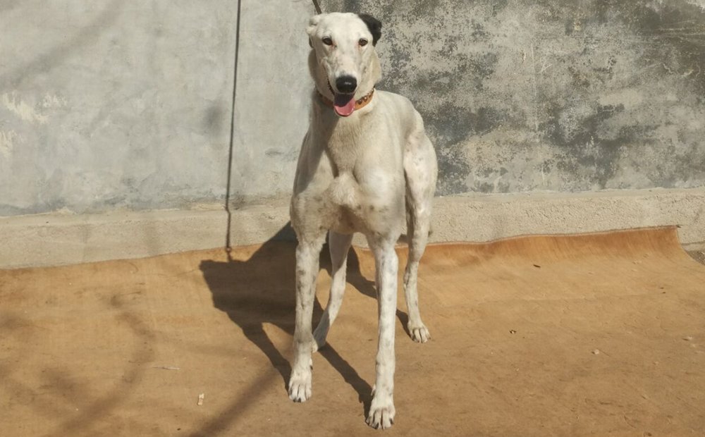 黑头900250000354298 格力犬yy-格力犬中英文血统查询