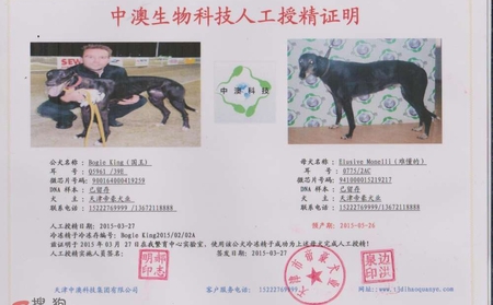 国王 x难懂的 2015年3月27日同为天津帝豪犬业的格力犬种公国王与种母