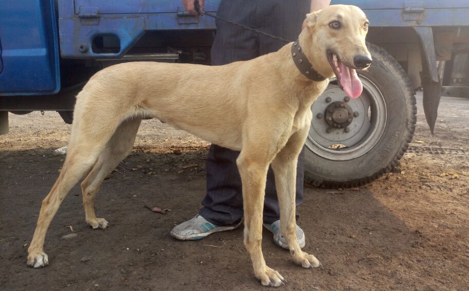 玉叶941000015046935 - 格力犬yy--格力犬中英文血统