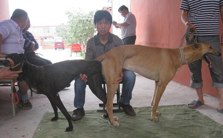2013年6月日照的格力犬种母黑色闪电使用济宁三平的格力犬种公账户