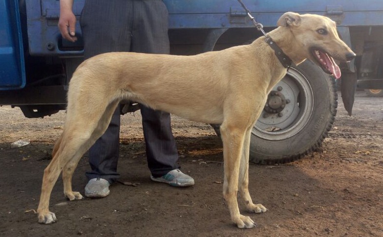 玉叶941000015046935 格力犬yy-格力犬中英文血统查询