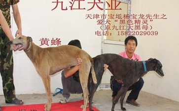 黑色精灵 iandra leigh 格力犬yy-格力犬血统查询