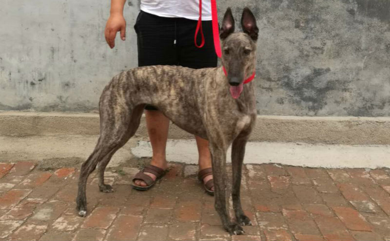 黄狸子 941000016715175 - 格力犬yy--格力犬中英文