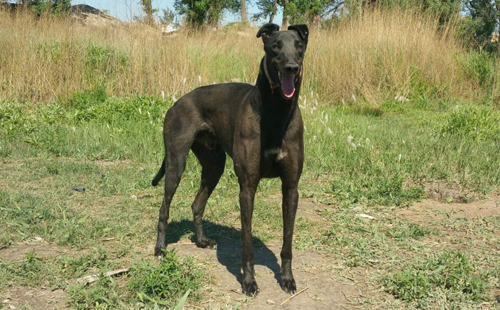 黑色风暴 hfyl 42a,900115000025528 - 格力犬yy--犬