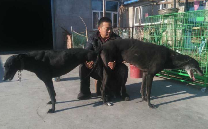 2016年1月红文犬舍的格力犬种母舞蹈者使用红文犬舍的格力犬种公