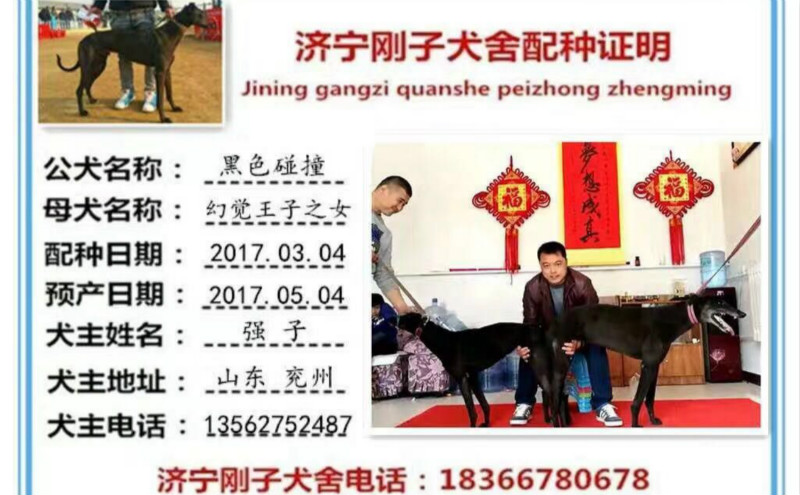 强子的格力犬种母未来之星使用济宁刚子犬舍的格力犬种公黑色碰撞配种