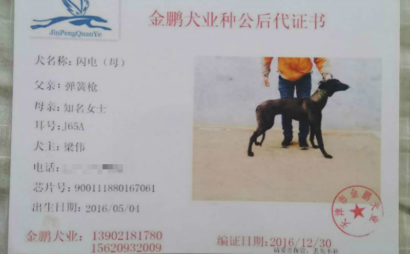 闪电900111880167061,j65a - 格力犬yy--格力犬中英文