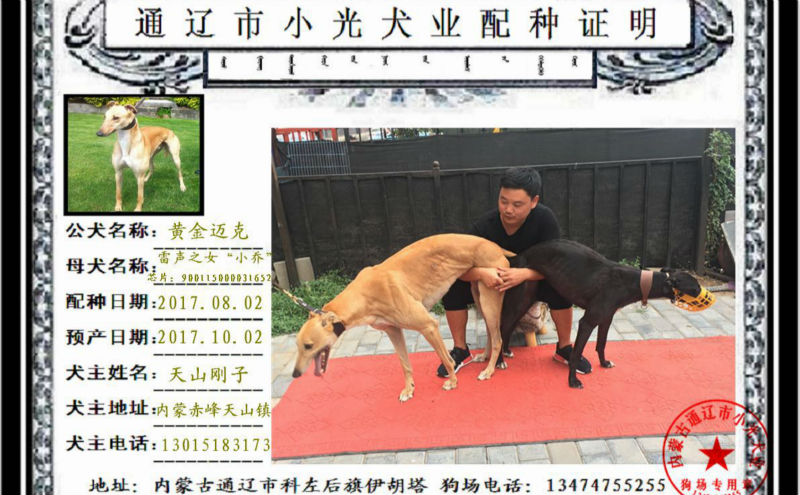 赤峰市刚子的格力犬种母小乔使用通辽市杨光的格力犬种公黄金迈克配种