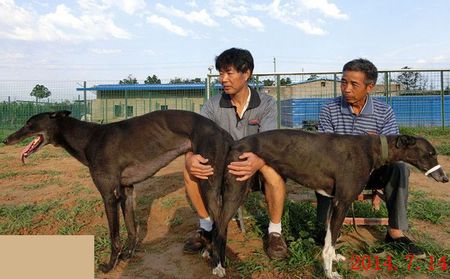 巴迪 dark chequer 使产生幻觉 hallucinate 布瑞特李 brett lee 枪法
