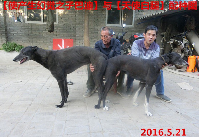 巴迪 x天使白腿 2016年5月21日同为渭南市梁孝民的格力犬种公巴迪与种