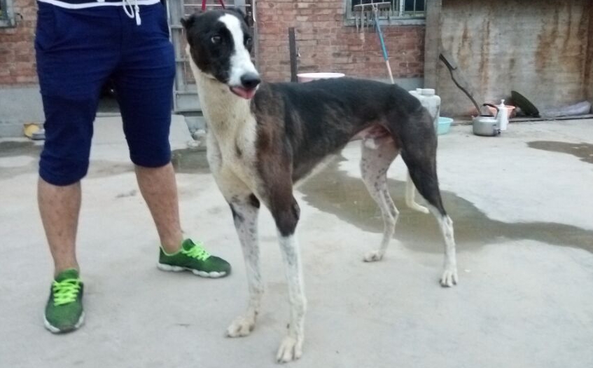 白腿 黄金海浪与大白腿之子 - 格力犬yy--格力犬中英