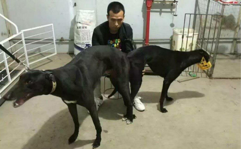 2016年5月2日济南市张虎的格力犬种母飞鱼使用济南市张磊的格力犬种公