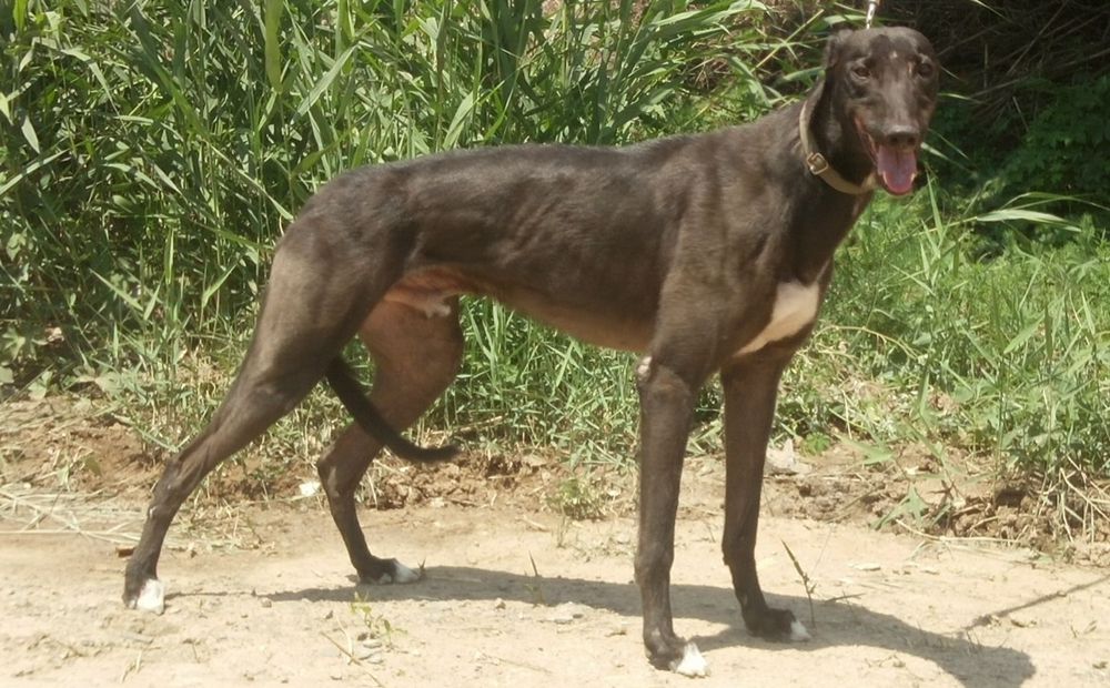 魔法王子 ando"s magic - 格力犬yy--格力犬中英文