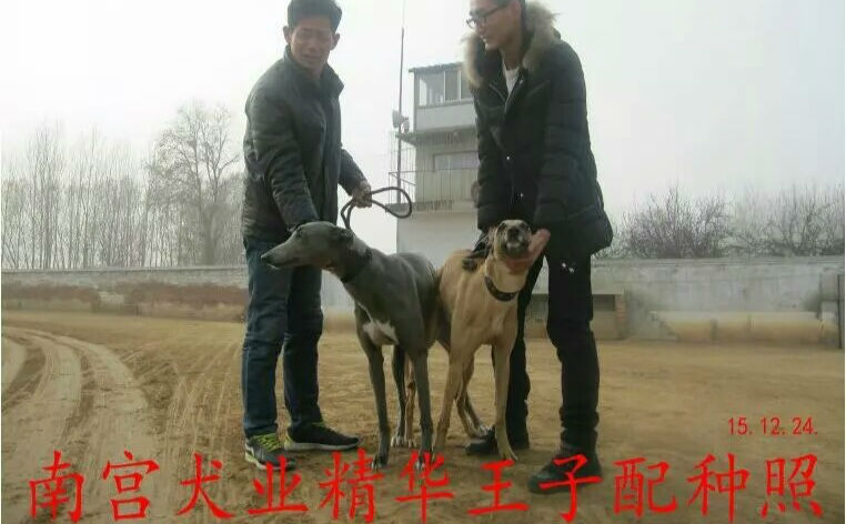 x黑嘴 2015年12月24日黄骅市马勇的格力犬种母黑嘴使用南宫犬业的格力