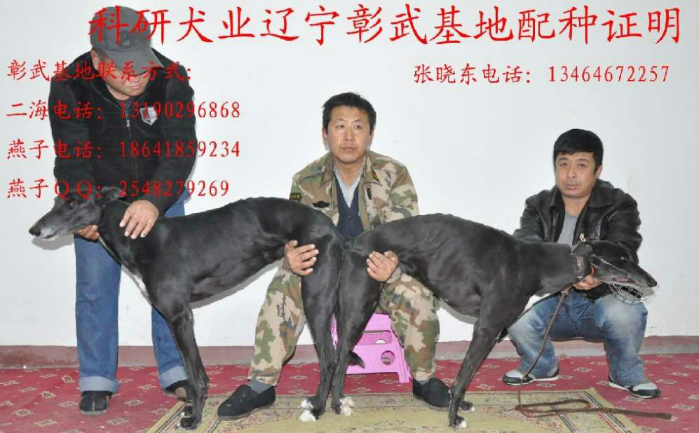 县张晓东的格力犬种母纯的公主使用科研犬业的格力犬种公卡西诺配种