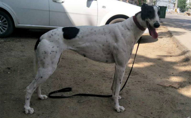 奥德诺 900250000432656,ad55 912a - 格力犬yy--格力犬中英文血统