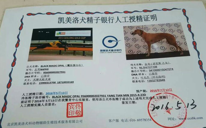 x金龙 2016年5月13日南皮县叶光杰的格力犬种母金龙使用天佑犬业的