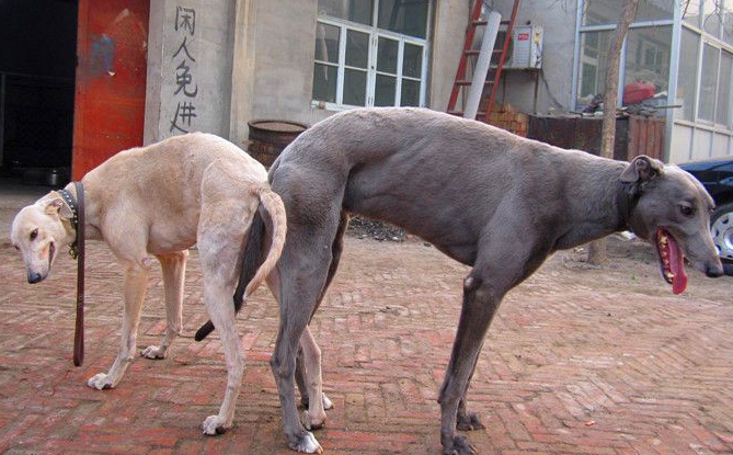 蓝色碰撞 x彼得罗尼 2014年3月28日三鑫犬业的格力犬种公蓝色碰撞与