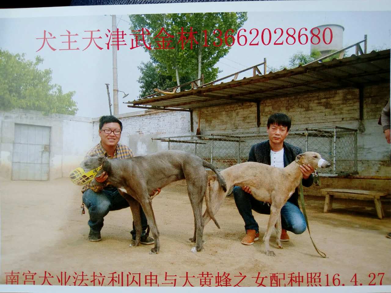 武金林的格力犬种母发电机使用南宫犬业的格力犬种公法拉利闪电配种