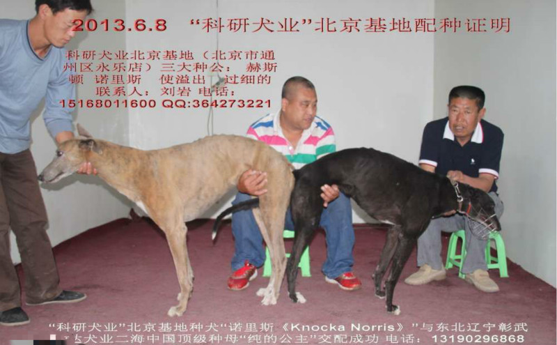 2013年6月8日彰武二海的格力犬种母纯的公主使用科研犬业的格力犬种公