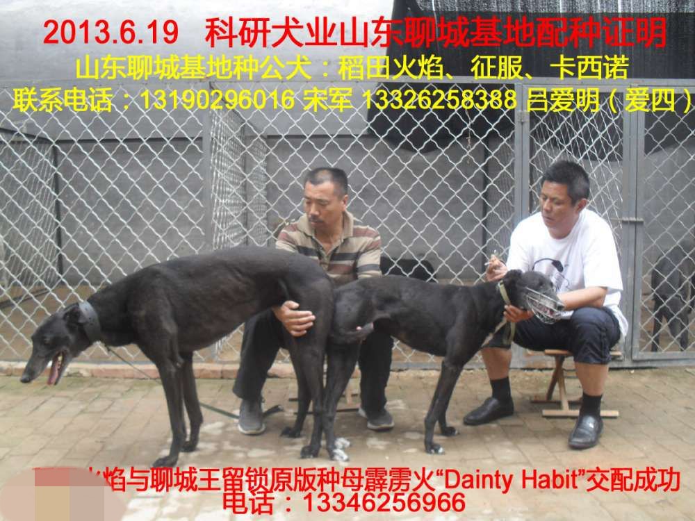 目前消息不详 稻田火焰 x霹雳火 2013年6月19日科研犬业的格力犬种公