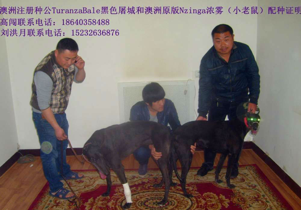2013年4月10日刘洪月的格力犬种母小老鼠使用高闯的格力犬种公黑色