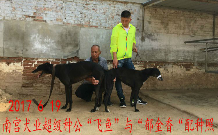 日连云港霍永波的格力犬种母郁金香使用南宫犬业的格力犬种公飞鱼配种