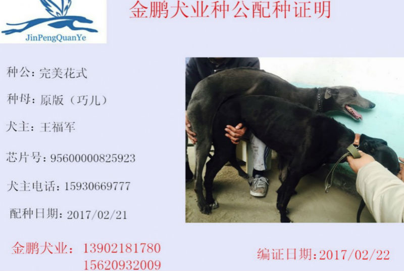 2017年2月22日文安王福军的格力犬种母巧儿使用金鹏犬业的格力犬种公