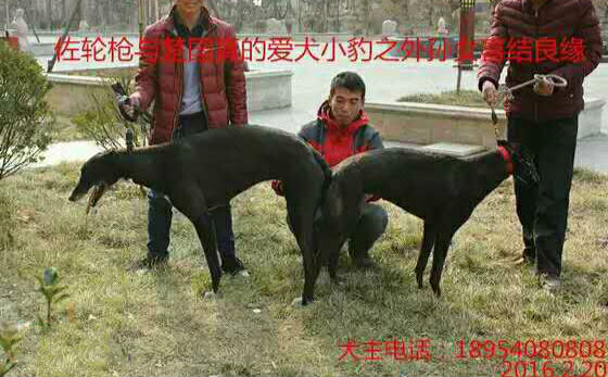 日济宁市楚国真的格力犬种母小鹤使用艾特犬业的格力犬种公佐轮枪配种