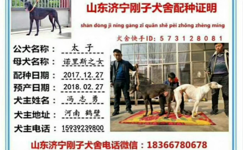 2017年12月27日鹤壁冯志勇的格力犬种母白诺利斯使用济宁刚子犬舍的