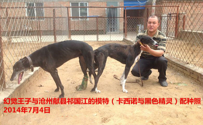 日献县祁国江的格力犬种母模特使用济南齐澳的格力犬种公幻觉王子配种